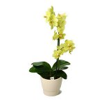 Solo para orquídeas Solo para orquídeas