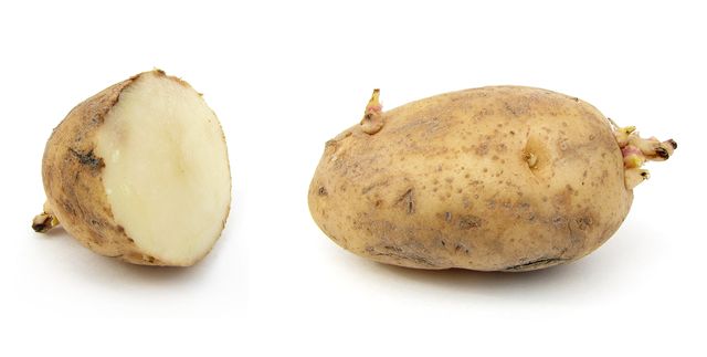 Como armazenar batatas no inverno