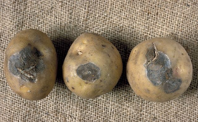Como armazenar batatas no inverno