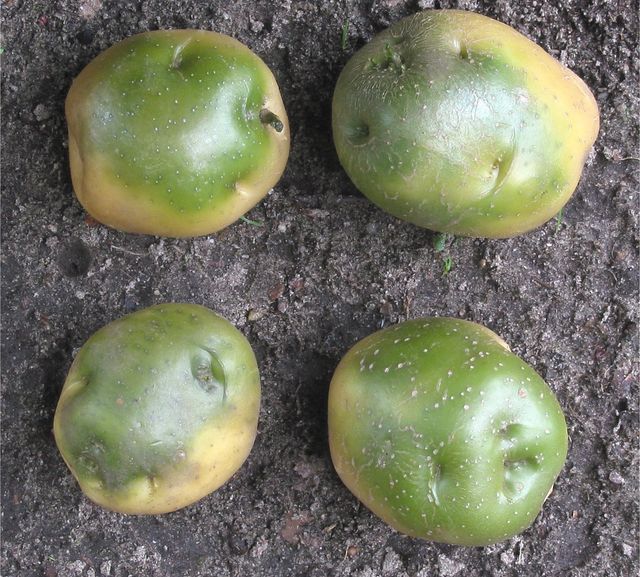 Como armazenar batatas no inverno