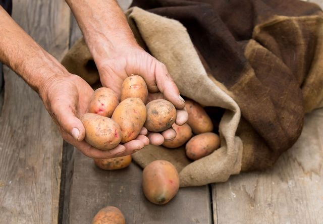 Como armazenar batatas no inverno