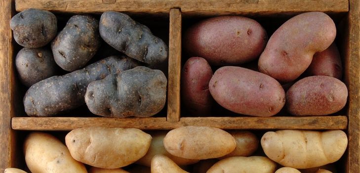 Como armazenar batatas no inverno