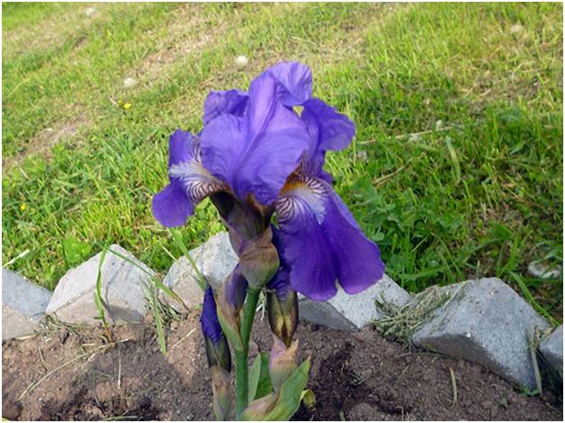 íris no canteiro de flores