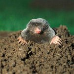 Como lidar com moles