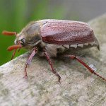 Como lidar com as larvas do besouro de maio