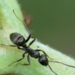 Como lidar com formigas de jardim