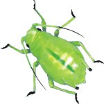 Como lidar com pulgões