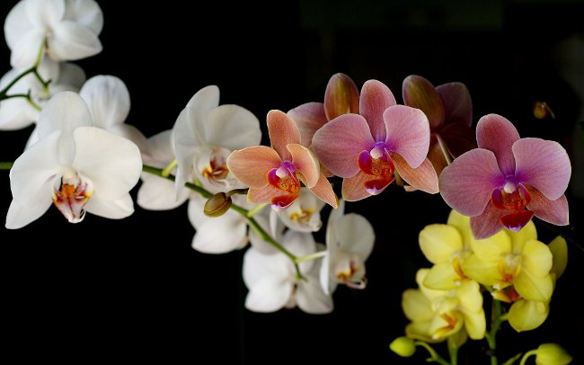 Como regar uma orquídea