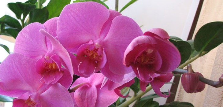 Como regar uma orquídea Como regar uma orquídea