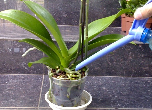 Como regar uma orquídea Como regar uma orquídea