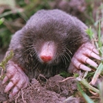 Como se livrar de moles na área suburbana