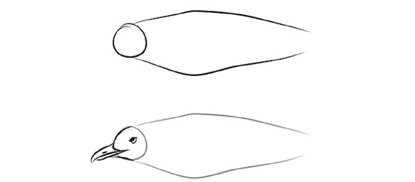 Como desenhar um pássaro por etapas com um lápis