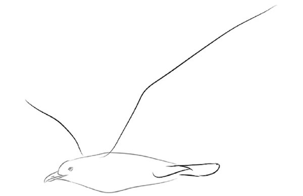 Como desenhar um pássaro por etapas com um lápis