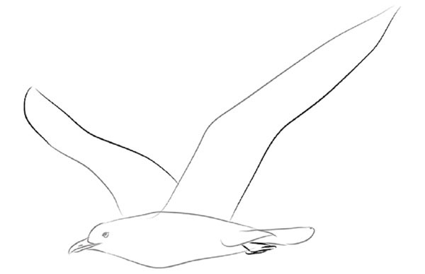 Como desenhar um pássaro por etapas com um lápis