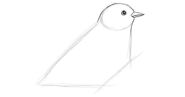 Como desenhar um pássaro por etapas com um lápis