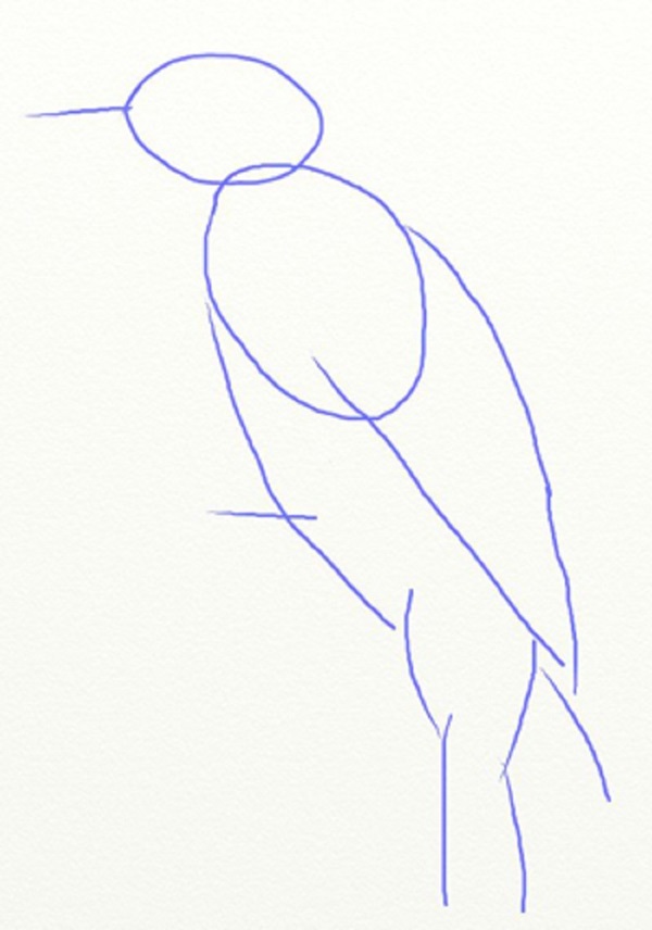 Como desenhar um pássaro por etapas com um lápis