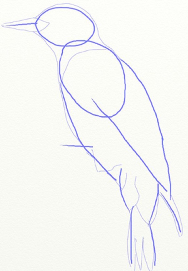 Como desenhar um pássaro por etapas com um lápis