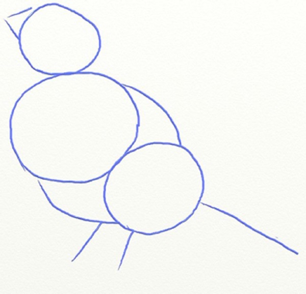 Como desenhar um pássaro por etapas com um lápis