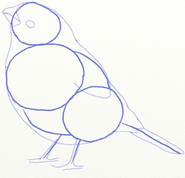 Como desenhar um pássaro por etapas com um lápis