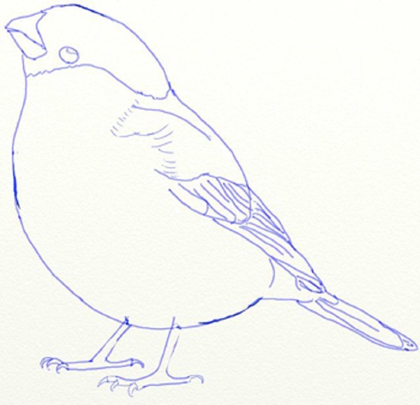 Como desenhar um pássaro por etapas com um lápis