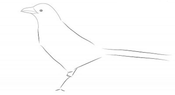 Como desenhar um pássaro por etapas com um lápis