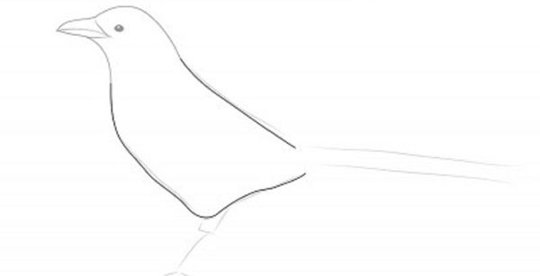 Como desenhar um pássaro por etapas com um lápis