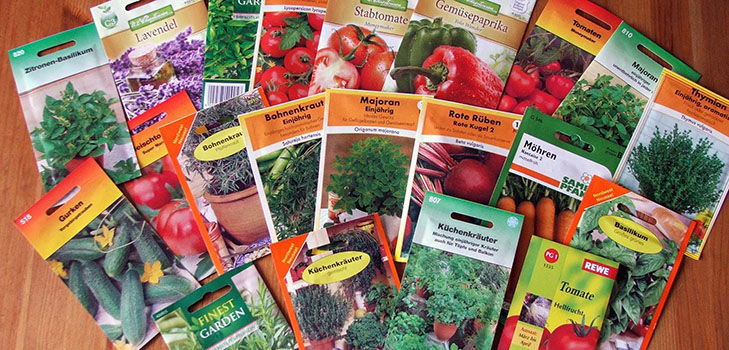 Como escolher as sementes de vegetais adequadas para plantação no terreno aberto