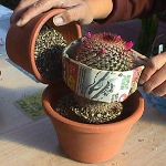 Como transplantar um cacto