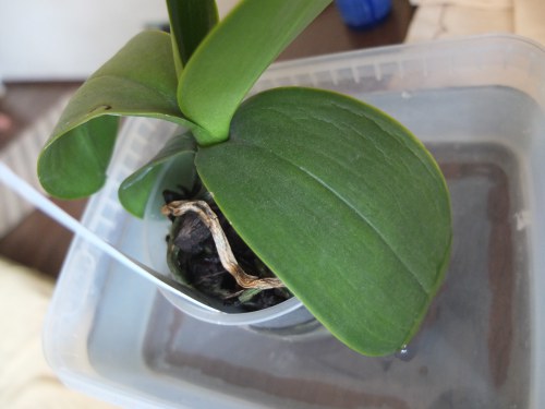 Como transplantar uma orquídea