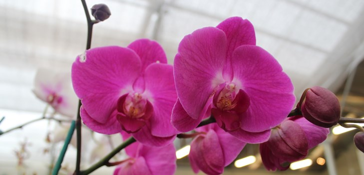 Como transplantar uma orquídea