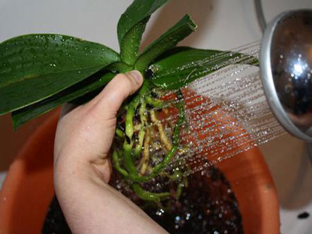 Como transplantar uma orquídea