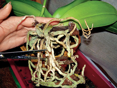 Como transplantar uma orquídea