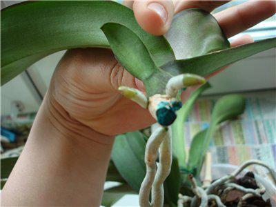 Como transplantar uma orquídea