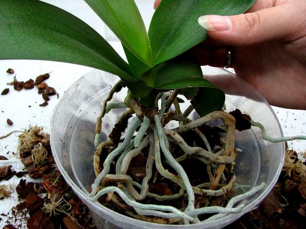 Como transplantar uma orquídea