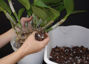 Como transplantar uma orquídea
