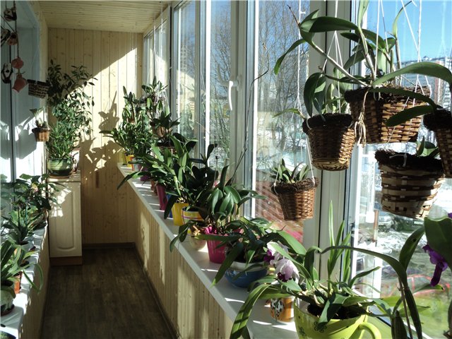 Como transplantar uma orquídea