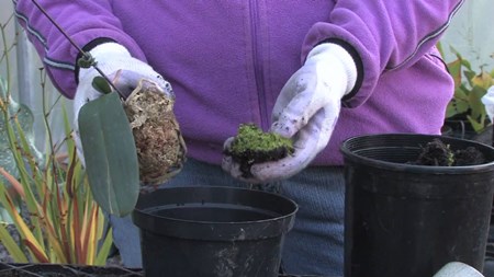 Como transplantar uma orquídea