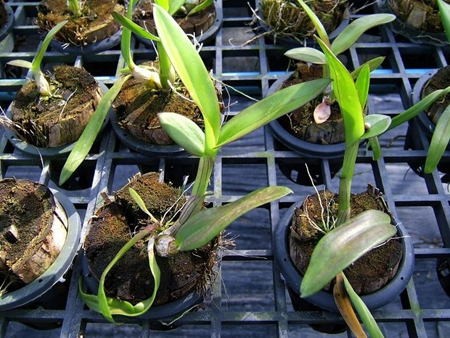 Como transplantar uma orquídea