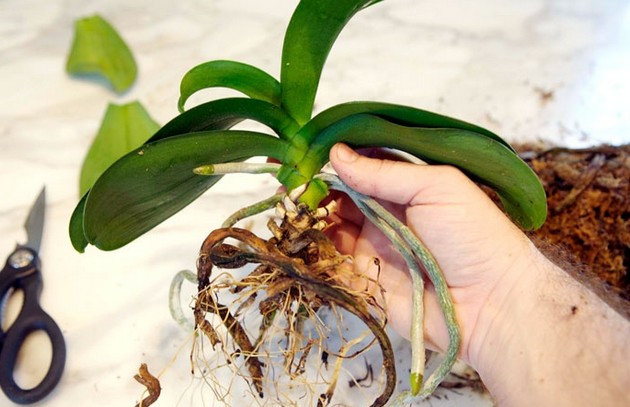 Como transplantar uma orquídea
