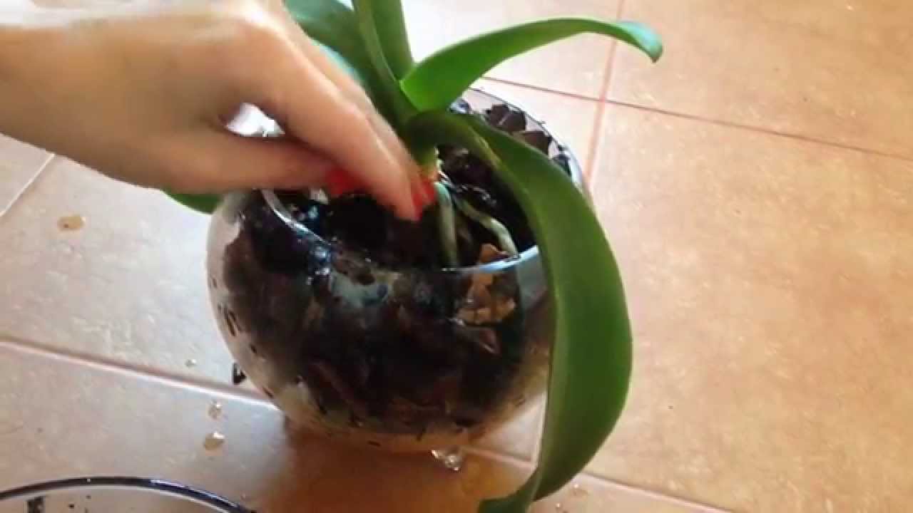 Como transplantar uma orquídea