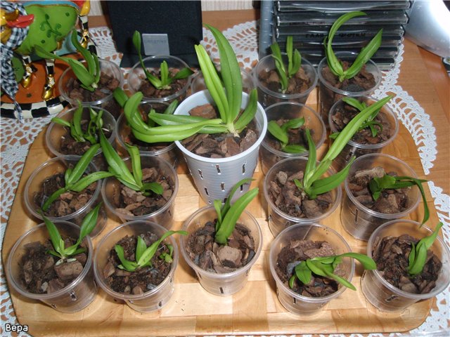Como transplantar uma orquídea
