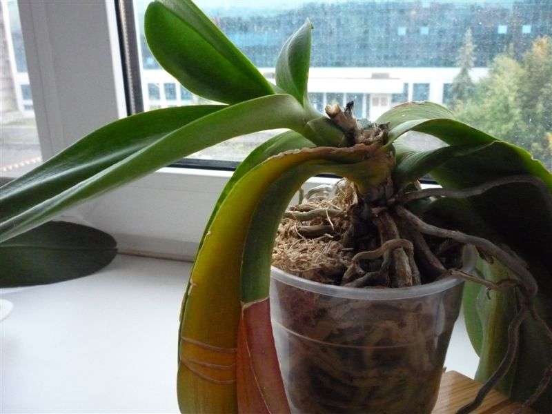 Como transplantar uma orquídea