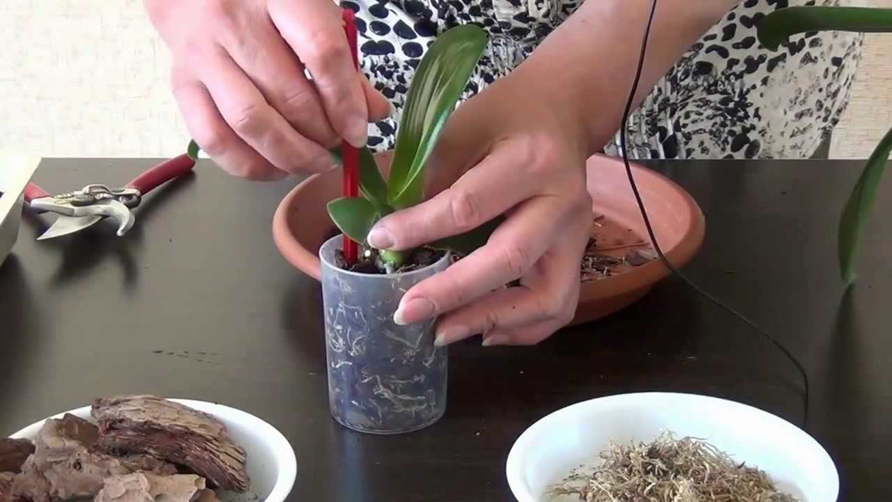 Como transplantar uma orquídea