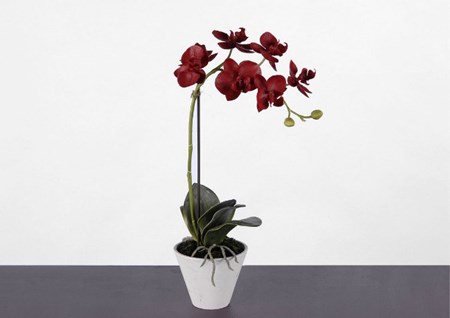 Como transplantar uma orquídea
