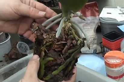 Como transplantar uma orquídea
