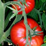 Como tomates patsy, video
