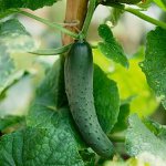 Como amarrar um pepino corretamente Como amarrar um pepino corretamente