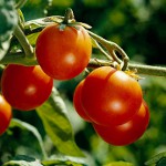 Como amarrar os tomates corretamente Como amarrar os tomates corretamente