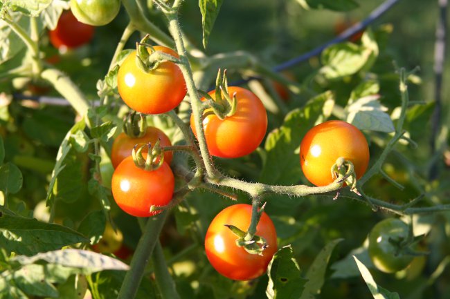 Como amarrar os tomates corretamente Como amarrar os tomates corretamente