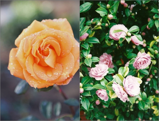 Como plantar rosas